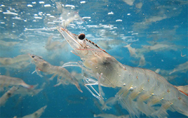 AQUACULTURE