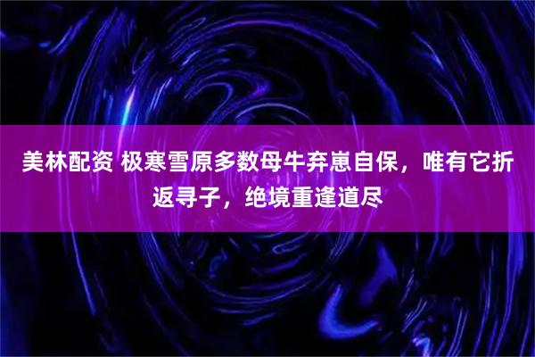 美林配资 极寒雪原多数母牛弃崽自保,唯有它折返寻子,绝境重逢道尽
